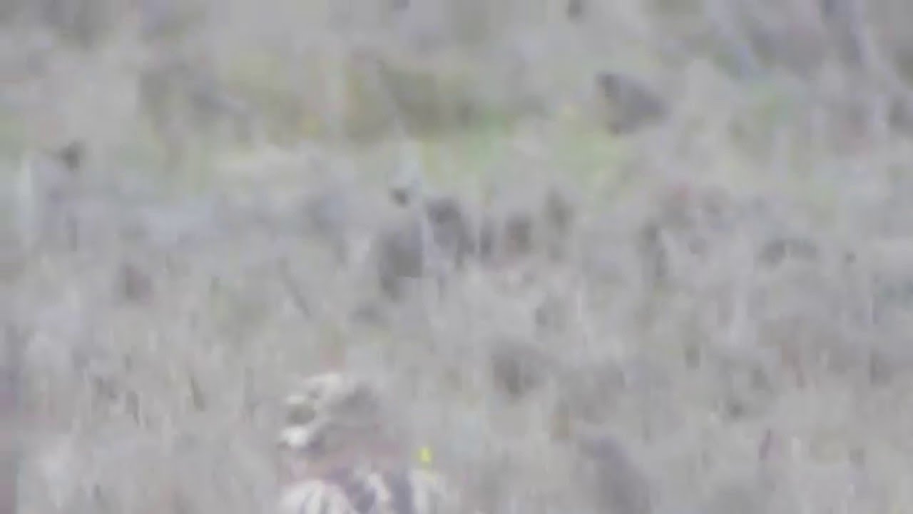 Stone Curlew (burhinus oedicnemus) nature kpop