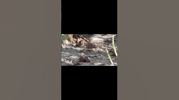 Gopher Tortoise hiding in its burrow