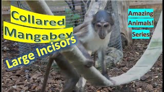 Collared Mangabey facts 🐒 Red-capped Mangabey 🐵 White-collared Mangabey 🐒 “four-eyed monkey 🤩