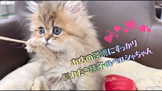 ペルシャ | ペットショップ マルワン 小さめ子犬 美形な子猫 初心者