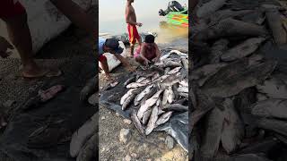 Dividir o peixe #pesca