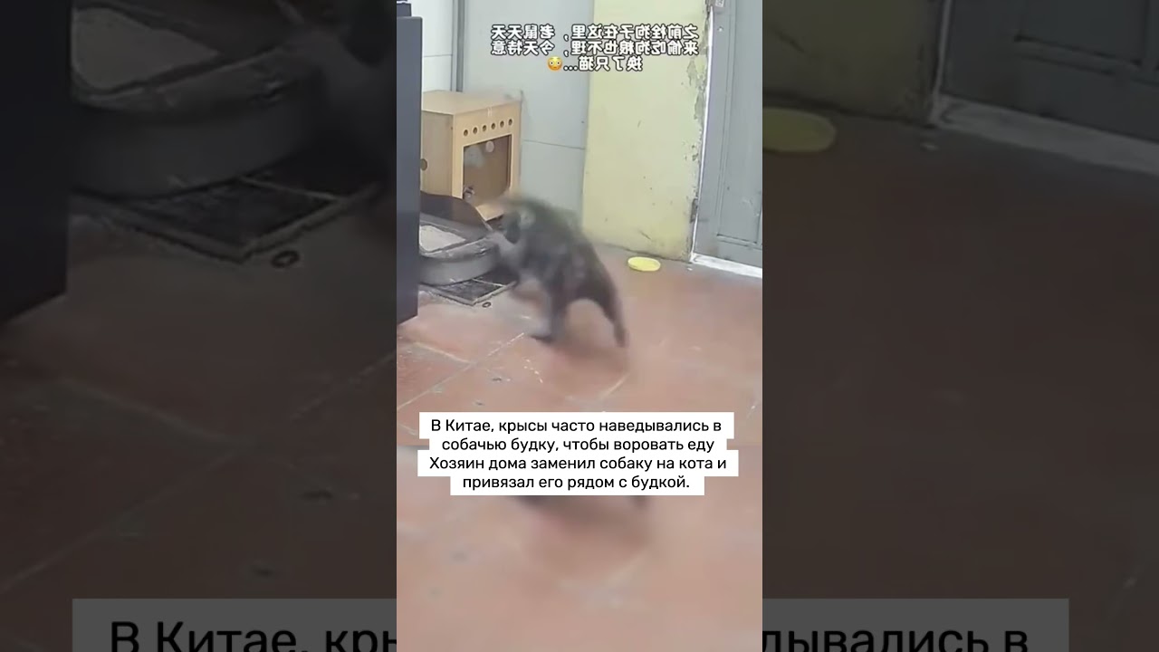 Ловушка #cat #кот #крыса #животные #прикол #собака #вредители #shortvideo #shorts #short #video #mem