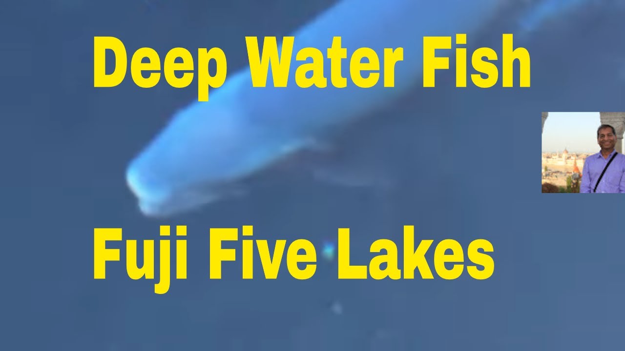 Big deep water fish in 8 sacred clear ponds in fuji five lakes region 
