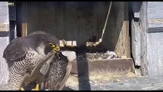 Sokół wędrowny Illkirch Graffenstaden (FR) - Bogoss z dostawą, Dragonia karmi maluchy 🐥 🐥🐥2026 04 21