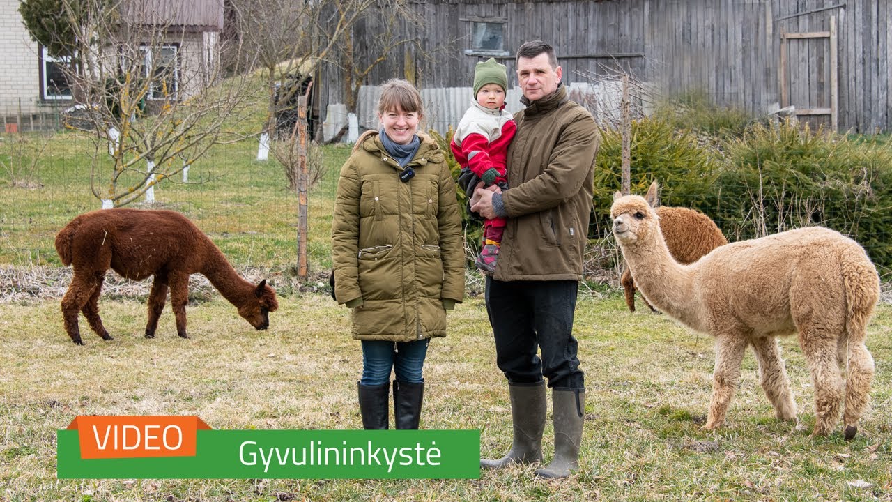 „Nemuno alpakos“: ūkis, kuriame puoselėjamos senosios vilnos apdorojimo ir verpimo tradicijos