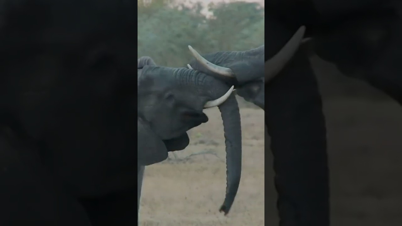 Do Elephants Show Empathy Like Humans? 🐘