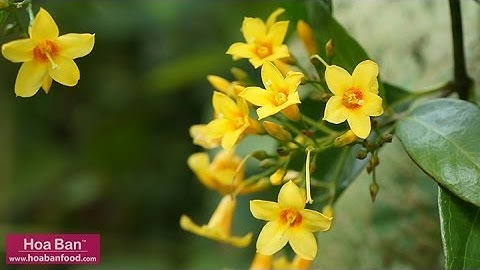 Lá Ngón - Ăn nhầm là chết (CHÚ Ý)