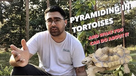 Pyramiding in tortoises and what you can do about it