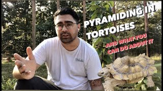 Pyramiding in tortoises and what you can do about it