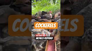 Super Healthy 3 months old cockerels #chicken #gamefarm #shorts #shortsviral