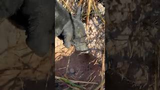 animals junglehunter funnyanimals wildlife primitiveplus