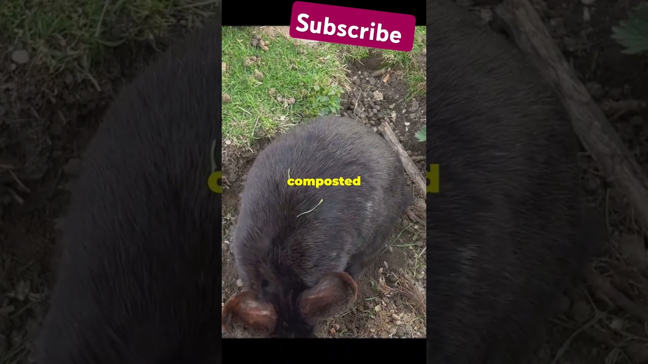 why rabbit manure is the best for compost| Garden gold 