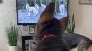German shepherd puppy afraid of the wolves howling on TV 🤣
