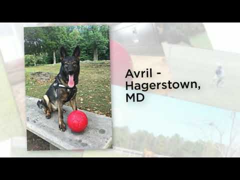 Іграшка для собак Jolly Pets М'яч Soccer ball 16 см Блакитний (SB06OC), видео 1