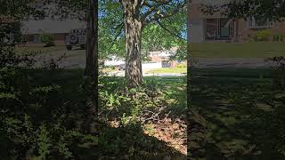 End Chronic Lawn Damage by Aggressors Using Lawn Mower, etc as Weapon