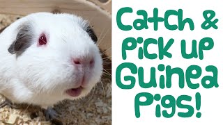 How to CATCH AND PICK UP Your Guinea Pig Easily - Guinea Piggles by Guinea Piggles 20,613 views 2 years ago 4 minutes, 52 seconds