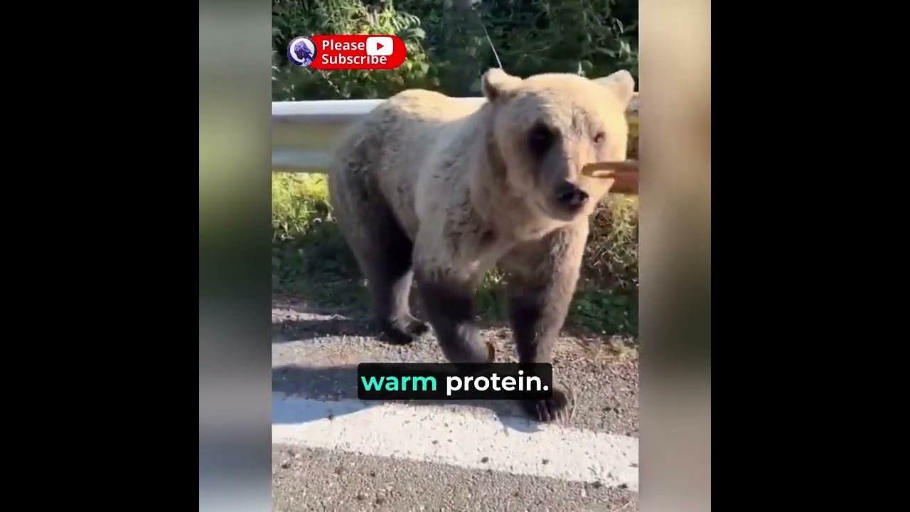 You Do NOT Feed Bears