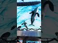 영종아라Tv 인스파이어 복합리조트 12월31일 실시간~
