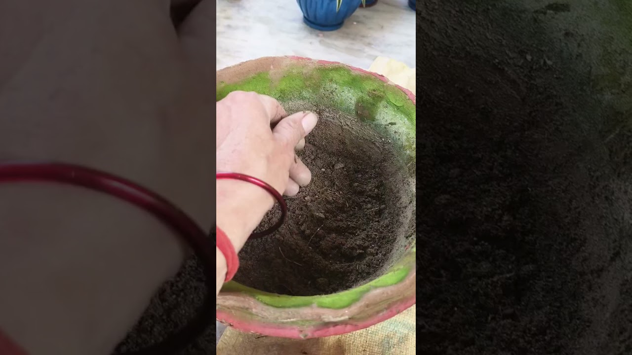 Lady palm ka plantki care n tips or reporting kaisey karey 👀👍🙏💯💚☘️🍀viral video # viral today 🌲🪴