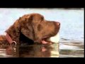 Dogs 101: Chesapeake Bay Retriever