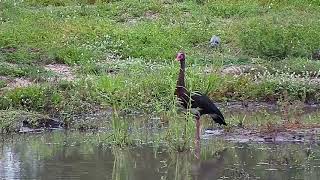 Djuma Spur-Winged Goose Chased Off By Egyptian Geese - 0645 - 010521