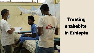 Doctors Without Borders: Treating snakebites in Ethiopia