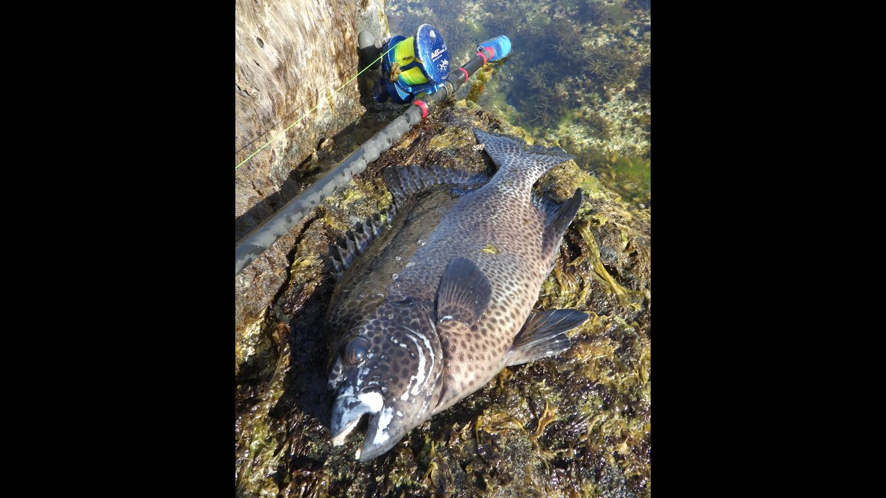 EIZO・石鯛初釣り7㎏クラス登場！！？？