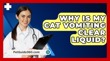 Why Is My Cat Vomiting Clear Liquid? - PetGuide360.com