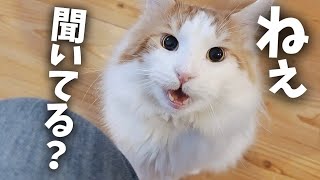 Here is a cat who is only radical to his dad. - YouTube