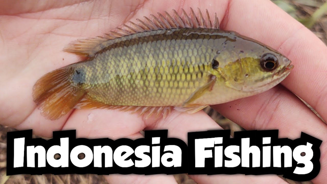 Fishing Palm Plantations on Sumatra | Part 2 | Indonesia Fishing 🇮🇩
