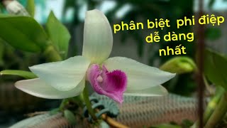 phân biệt phi điệp 5ct.bệt và hoa thường cho người mới tập chơi