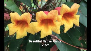 Beautiful Native Plants: Vines