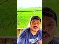 Sesudah dan sebelum di watun #petanipadi #sawah #petaniindonesia #farming #cinematiksawah