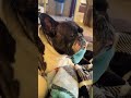 A preguiça 😴😴😴😴 #dog #frenchbulldog #caopanheiro