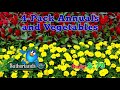 Early Bird Sale 5/12/18 AR Early Bird Sale 5/12/18 AR