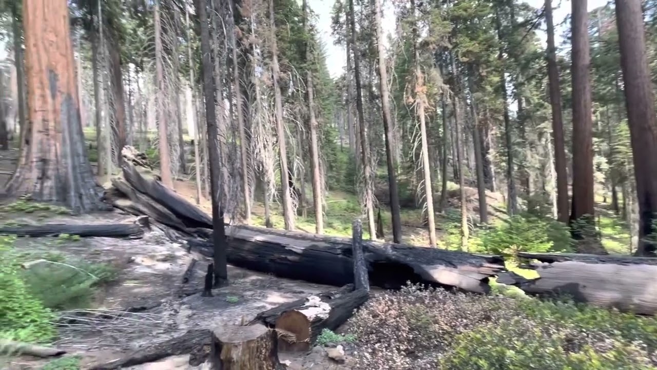 Giant Sequoia fire damage and survival at Crescent Meadow