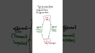 Afferent & Efferent Nerve Fibres