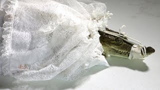Экзотическая свадьба: мексиканский мэр женился на крокодиле (новости) Экзотическая свадьба: мексиканский мэр женился на крокодиле (новости)