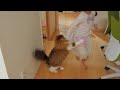 帰りを待っていたのにスルーされ娘に飛びつく猫