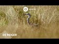 Wild in Nederland: de reiger