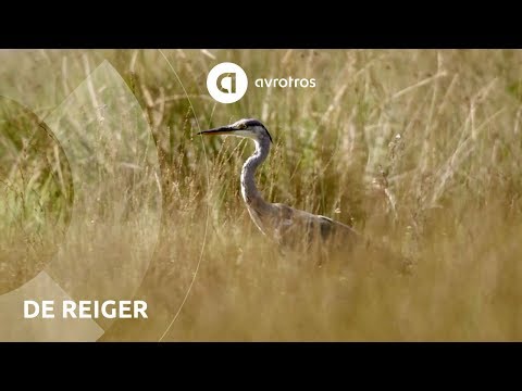 Wild in Nederland: de reiger