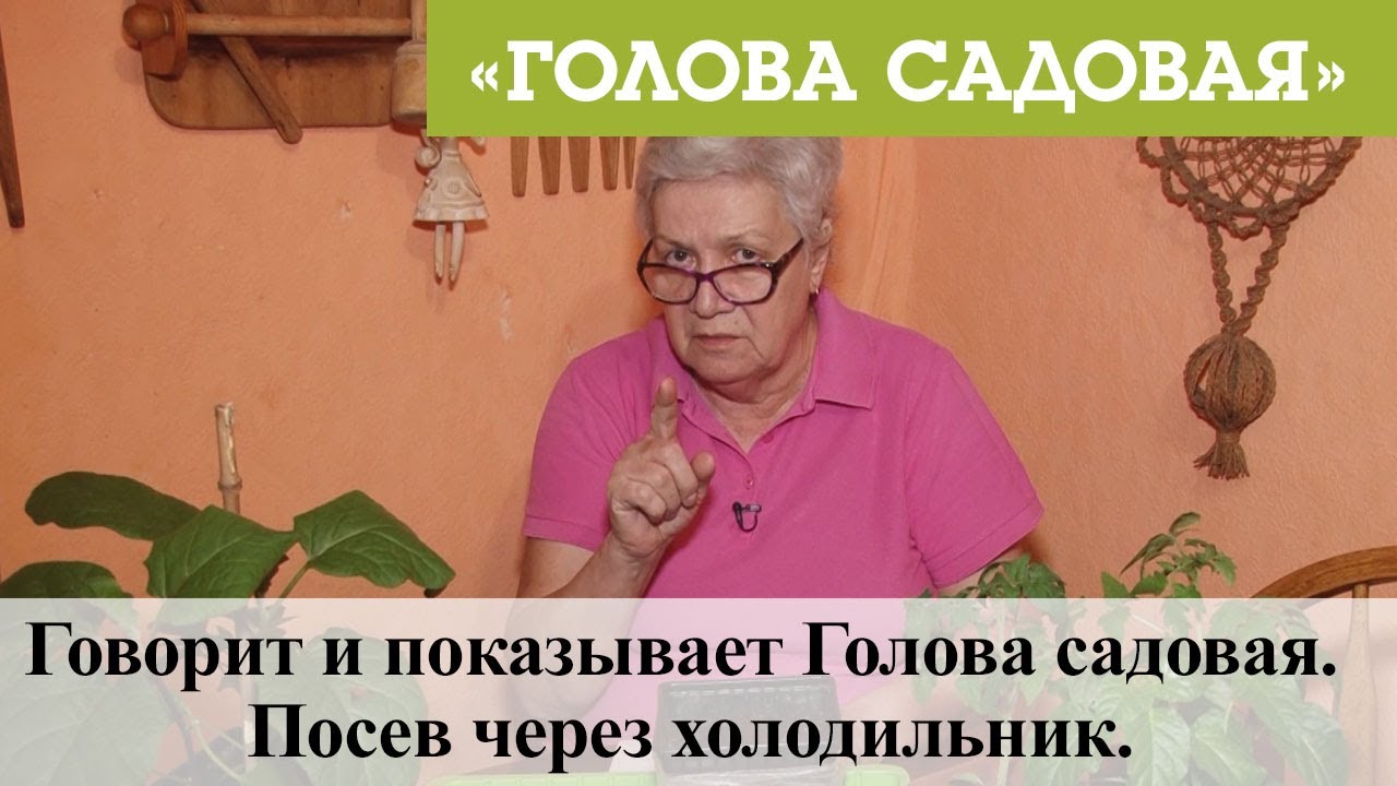 Голова Садовая 2022 Год Новые Видео