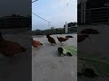 ফাওমি মুরগী পালন #chickenshop #freerangechicken #freerangemeat #farming