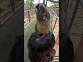 やめて…!インコのニキビ攻撃が痛すぎる