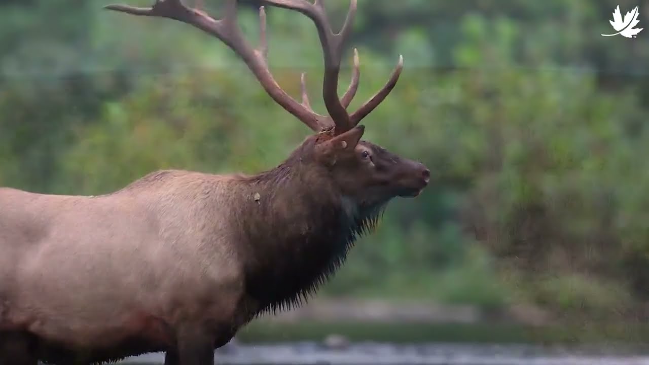 Hastings Wildlife Junction
