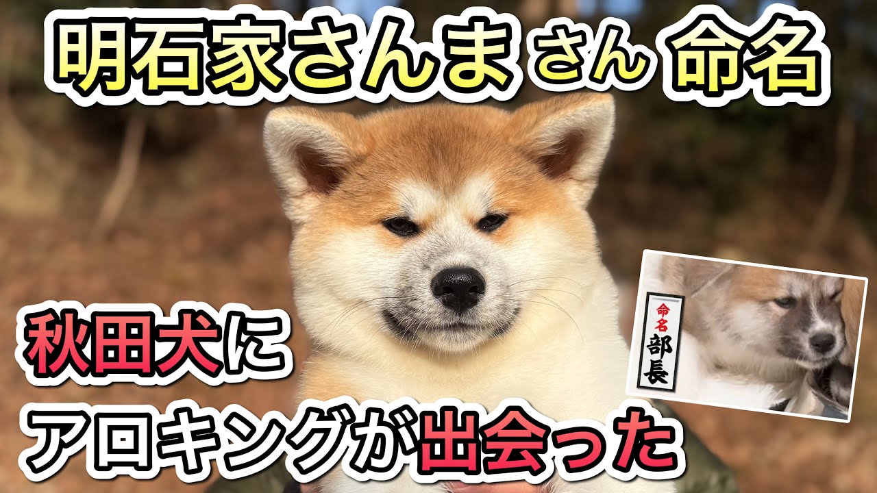 Akita dog] Aloking goes on a rampage! An unexpected welcome