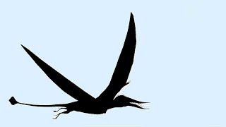 Pterodactyl Sightings - 170 Videos By Mid-2021