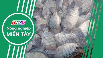 Cá rô phi Việt Nam sẽ thành ngành hàng xuất khẩu chiến lược | Nông nghiệp Miền Tây