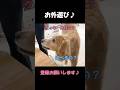 普段はのんびりしているのに、外遊びと言われた瞬間に誰よりも早く外に出ようとする大型犬クッキー#goldenretriever #dog #箱入りクッキーはゴールデンレトリバー
