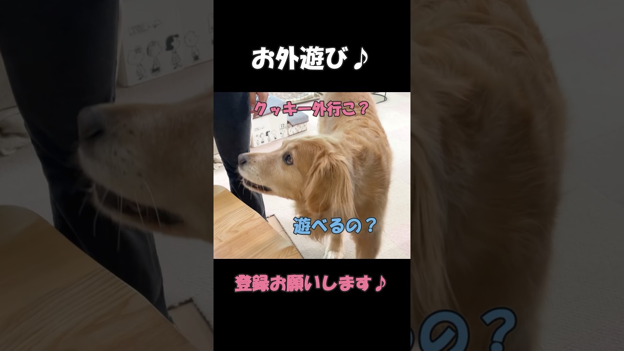 普段はのんびりしているのに、外遊びと言われた瞬間に誰よりも早く外に出ようとする大型犬クッキー#goldenretriever #dog #箱入りクッキーはゴールデンレトリバー